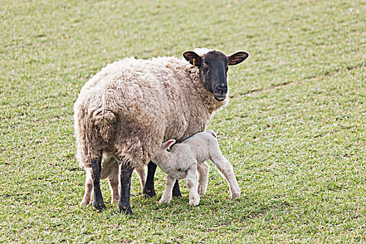 诺森伯兰郡,英格兰,羊羔,喝,喂奶,母亲