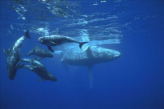 驼背鲸,大翅鲸属,鲸鱼,围绕,小,俾格米人,逆戟鲸,夏威夷
