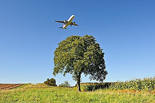 乘客,喷气式飞机,飞,上方,水果,树,降落,靠近,象征,图像,环境,影响