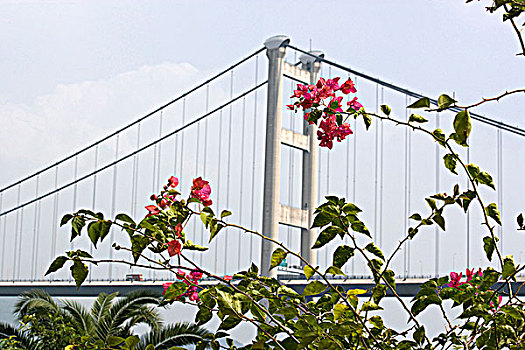 桥,前景,香港