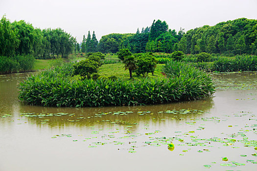 绿野,花海,乡村