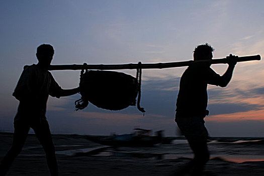 收集,鱼,渔船,早,早晨,库尔纳市,孟加拉,十一月,2008年