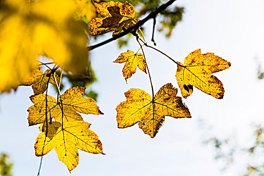 大槭树,叶子,秋天,湖,斯瓦比亚,巴伐利亚,德国
