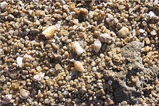 沙子,壳,海滩