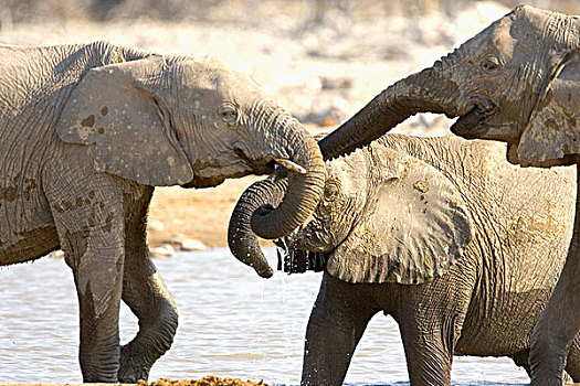 纳米比亚,非洲,非洲象,胜地