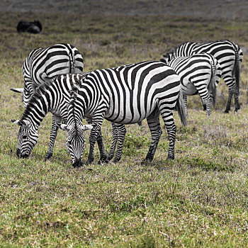 斑马,恩戈罗恩戈罗,保护区,坦桑尼亚