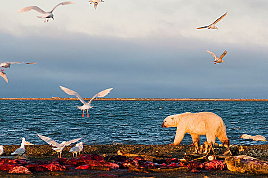 美国,阿拉斯加,北方,斜坡,岛屿,北极熊,公猪,弓头鲸,畜体,左边,海岸,生存