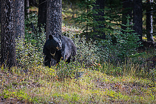 美洲黑熊,班芙国家公园,加拿大,落矶山,艾伯塔省,省,北美