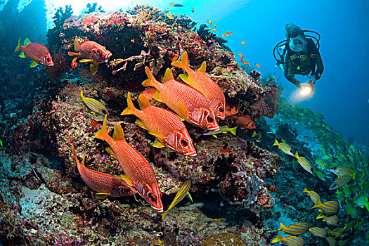 马刀,金鳞鱼,马尔代夫,印度洋,亚洲