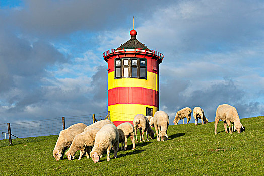 德国,下萨克森,灯塔,搞笑,绵羊,堤岸