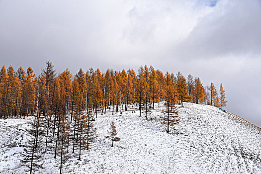 阿尔山雪景