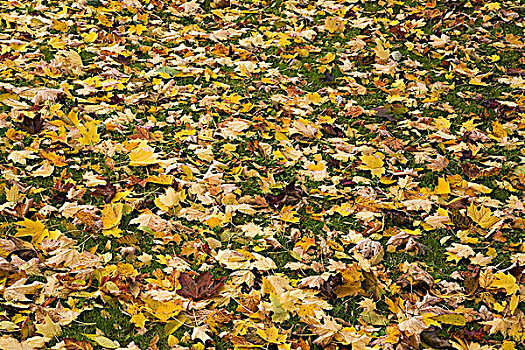 秋叶,地上