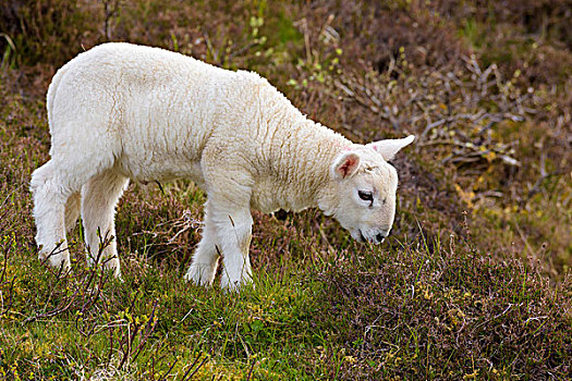 特写,羊羔,放牧,春天,斯凯岛,苏格兰,英国