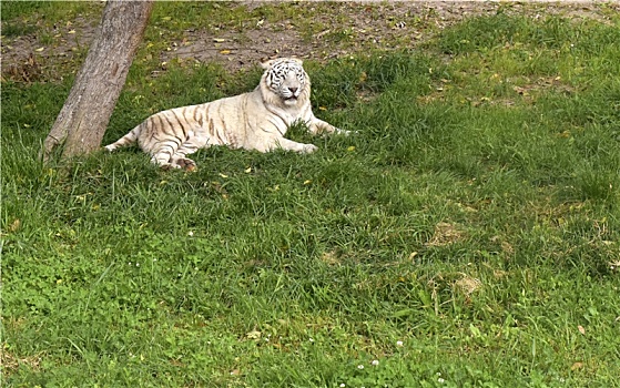 草地上的一只白虎