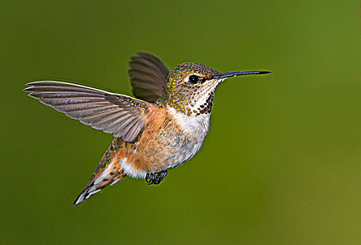雌性,蜂鸟,棕煌蜂鸟,飞行,维多利亚,温哥华岛,不列颠哥伦比亚省,加拿大
