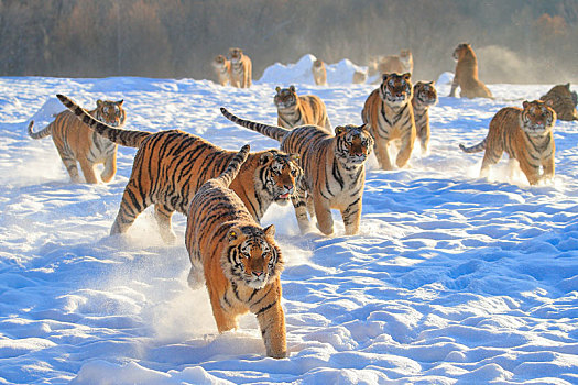 雪地成群的东北虎