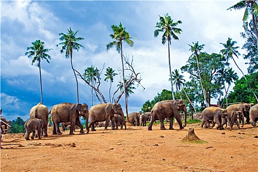 品纳维拉,大象孤儿院,斯里兰卡
