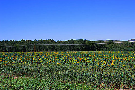 夏天的田野