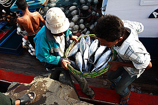 男人,室外,鱼,船,渔港,印度尼西亚,七月,2007年