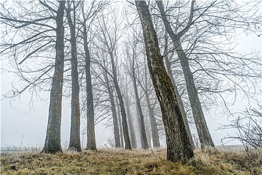 树,雾