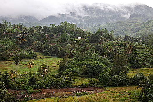 风景,植被,树林,自然保护区,斯里兰卡,亚洲