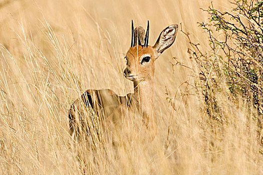 小岩羚,干燥,黄色,草,卡拉哈迪大羚羊国家公园,博茨瓦纳