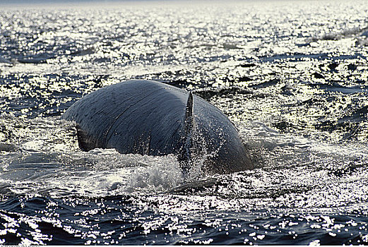 长须鲸,劳伦斯河,魁北克