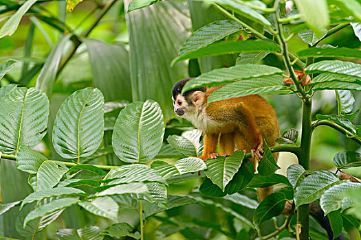 松鼠猴,树枝,蓬塔雷纳斯省,哥斯达黎加,北美