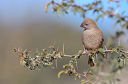 红发,雀,雌性,坐,枝条,卡拉哈迪大羚羊国家公园,北开普,南非,非洲