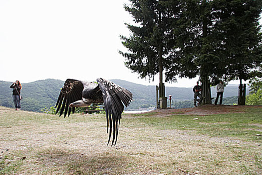 秃鹰,飞,挨着,地面,国家公园,黑森州,德国