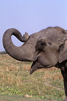 印度,阿萨姆邦,省,卡齐兰加国家公园,特写,大象