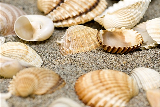 壳,纪念品,海滩