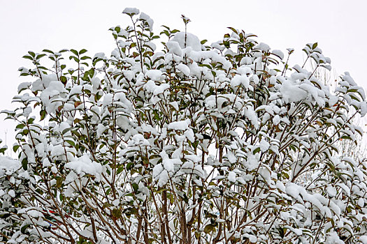 河南滑县,雪后树木银装素裹