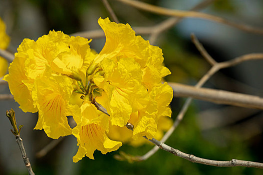 台湾春天的花季里漂亮的行道树是盛开的黄花风铃木