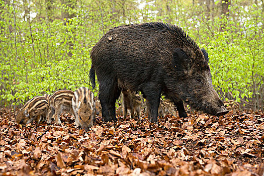 野猪,母猪,小猪,树林,俘获,北莱茵威斯特伐利亚,德国,欧洲