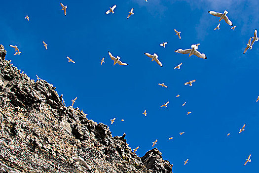 挪威,斯瓦尔巴特群岛,黑脚三趾鸥,三趾鸥,悬崖