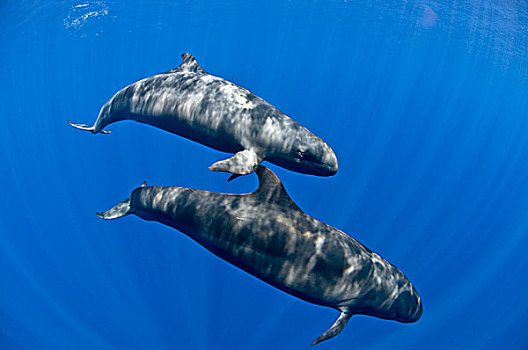 假的,逆戟鲸,休闲,深海,岛屿,群岛,墨西哥,太平洋