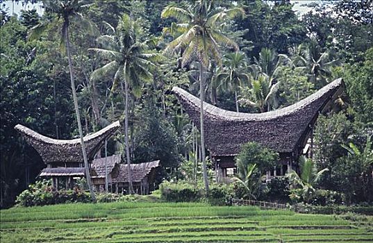 印度尼西亚,苏拉威西岛,传统,家,稻田