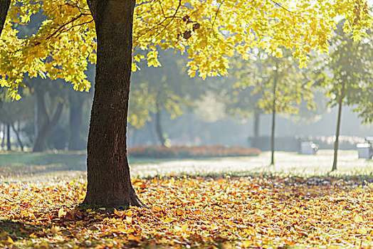 秋天,早晨,公园,枫树,横图