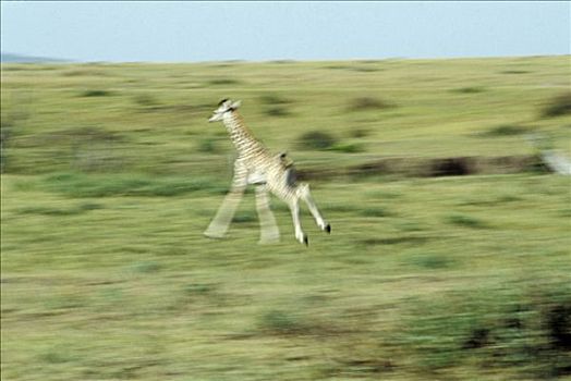 跑,幼仔,长颈鹿,埃托沙国家公园,纳米比亚