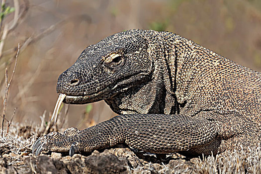 科摩多巨蜥,舌头,科莫多国家公园,世界遗产,科莫多岛,岛屿,印度尼西亚,亚洲