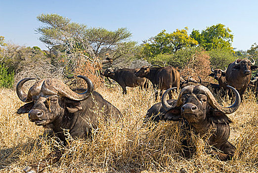 非洲,水牛,牧群,干草,克鲁格国家公园,南非