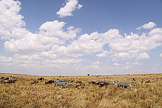 肯尼亚马赛马拉非洲大草原-蓝天白云动物群
