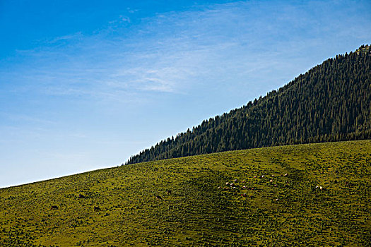 新疆天山伊犁草原牧场