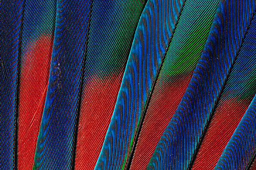 扇形展开,尾部,羽毛,蓝色