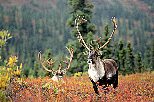 成年,驯鹿属,阿拉斯加,美国