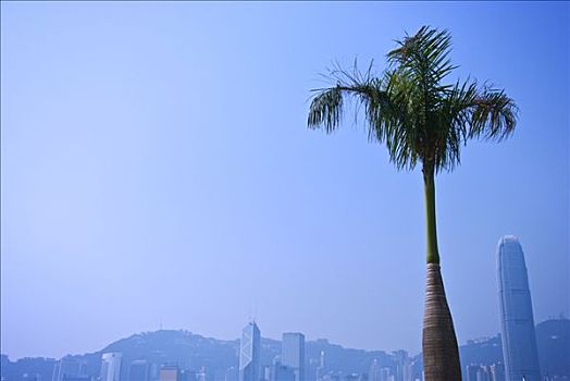 香港,九龙,棕榈树,天际线,背景,维多利亚港