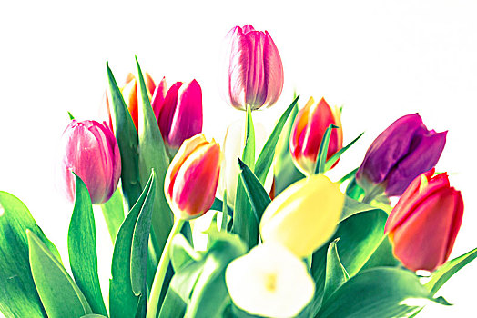 彩色,郁金香,花束,春天,问候