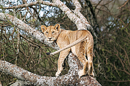 雌狮,狮子,塞伦盖蒂,坦桑尼亚,非洲