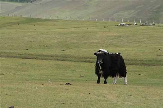 牦牛,草原